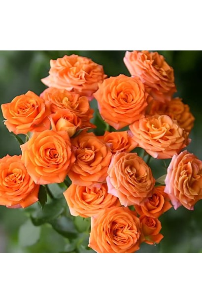 Яскраво-оранжеві квітки Orange Baby крупним планом